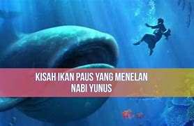 Paus Ikan Atau Bukan Sih